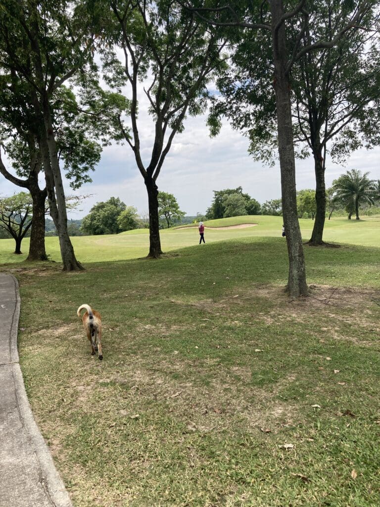 Burapha Golf Club Pattaya friendly dog