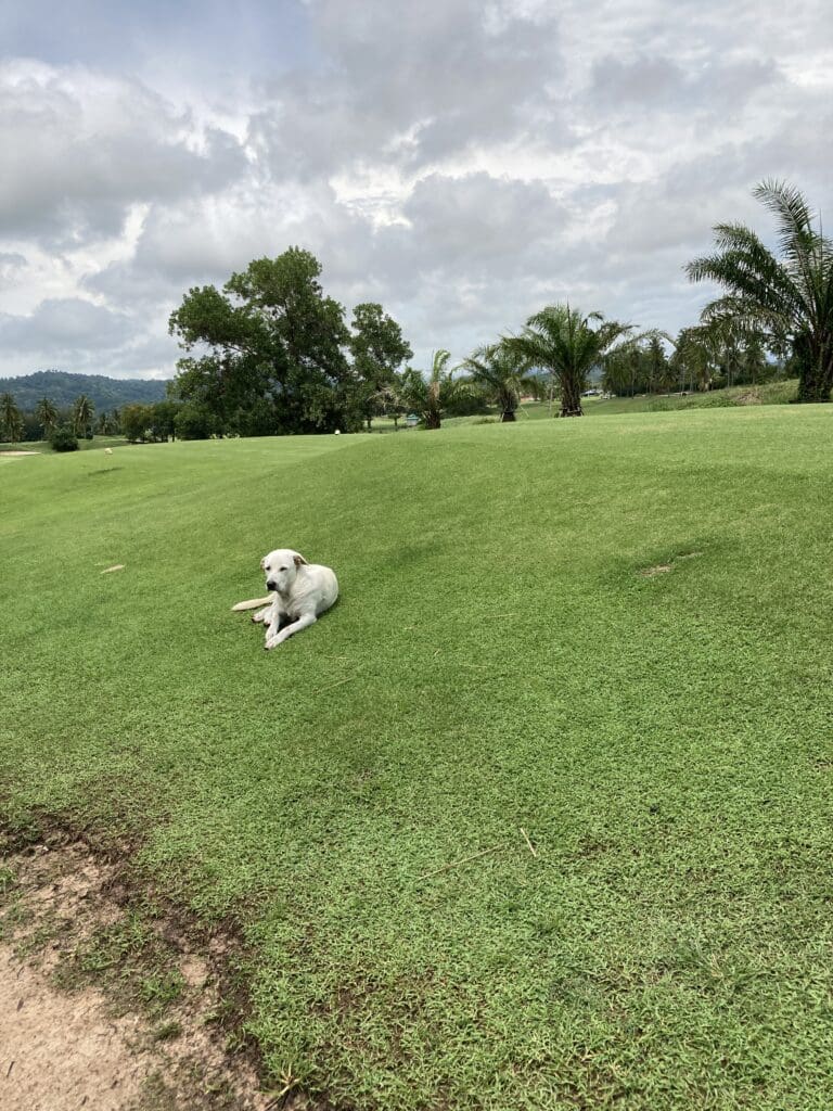 Pleasant Valley Dog Caddie