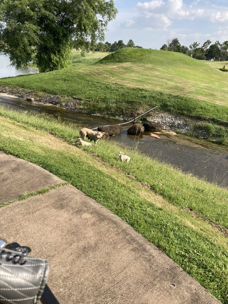 Dogs of Pattana Golf Course